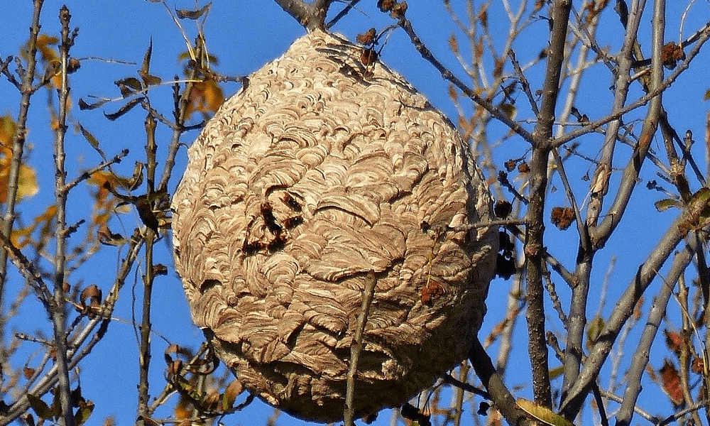 Aanpak van een nest op hoogte